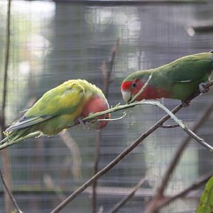 Yet more willow enjoyment, 16th October 2014