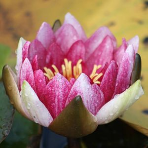 I shall not say it again, 16th October 2014