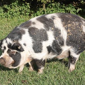 Kune Kune Pig, 16th October 2014