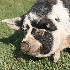 Kune Kune Pig, 16th October 2014