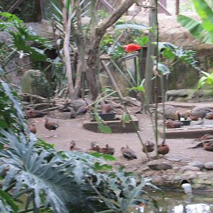 free flight aviary guadalajara zoo