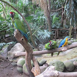 mexican military macaws and blue and yellow macaw Guadalajara zoo