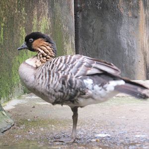 nene goose guadalajara zoo