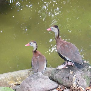 tree ducks guadalajara zoo
