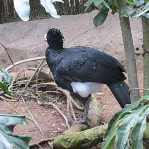 great currasow guadalajara zoo