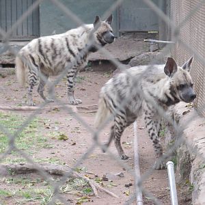 striped hyena guadalajara zoo