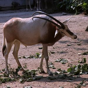 Scimitar-horned oryx