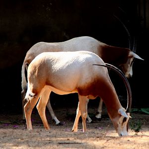 Scimitar-horned oryx