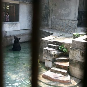 Brown bear exhibit