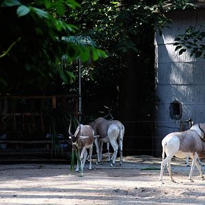 Addax