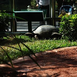 Aldabra giant tortoise