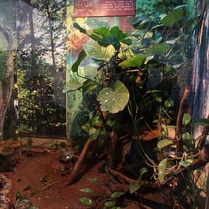 Chinese crocodile lizard exhibit
