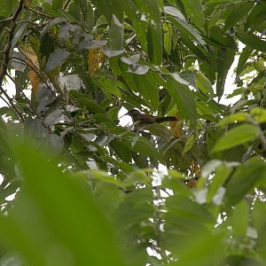 Yellow-whiskered Greenbul