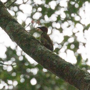 Yellow-crested Woodpecker