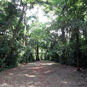 Path through Mpanga Forest