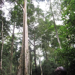 Tall trees in Mpanga Forest
