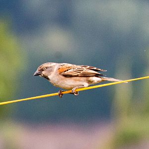 Rufous Sparrow female