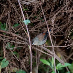 Abyssinian Crimsonwing