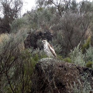 Unidentified juvenile raptor