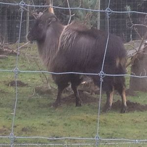 Himalayan tahr