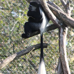 Colobus