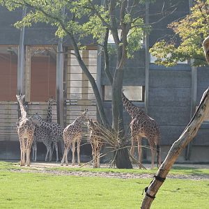 Giraffe-herd