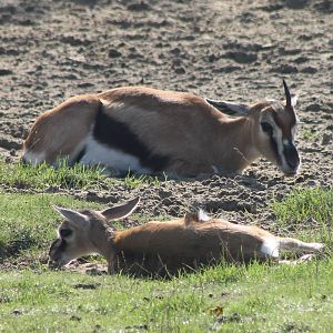 Thomson's gazelle with young
