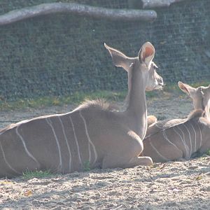 Greater kudu with young