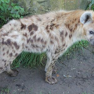 Spotted hyena