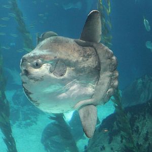 Ocean Sunfish - Oct 2014