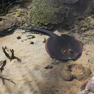 Ribbontail Stingray - Oct 2014