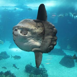 Ocean Sunfish - Oct 2014