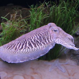 Cuttlefish - Oct 2014