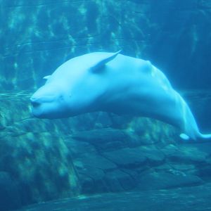 Beluga - Nov 2014