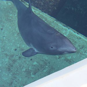 Harbour Porpoise - Nov 2014