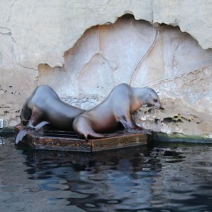 Steller Sealion - Nov 2014