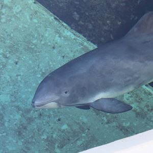 Harbour Porpoise - Nov 2014