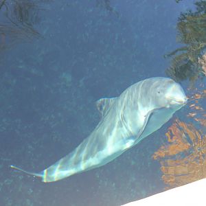 Harbour Porpoise - Nov 2014