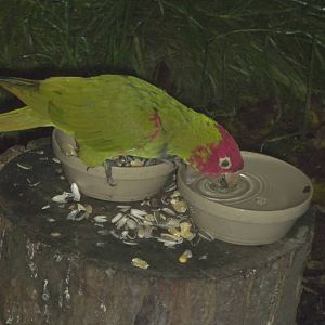Afternoon tea for the Red-masked Conures I, 28th November 2014