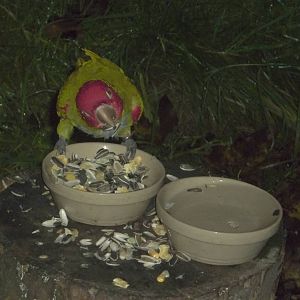 Afternoon tea for the Red-masked Conures II, 28th November 2014