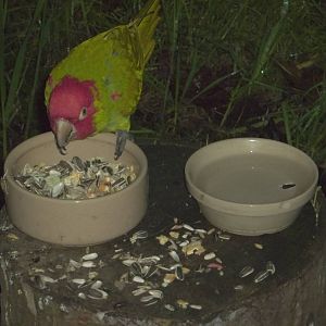 Afternoon tea for the Red-masked Conures III, 28th November 2014
