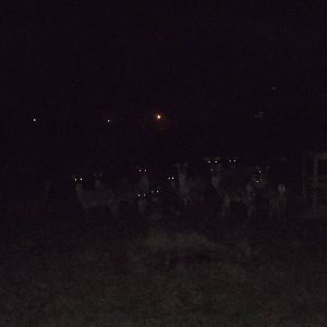 Those deer again, 28th November 2014