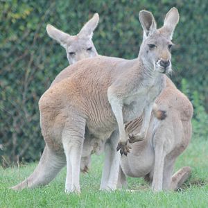 Red kangaroos