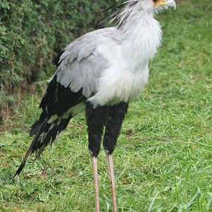 Secretary bird