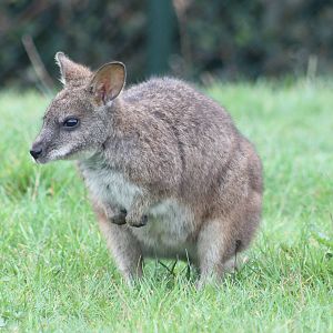Parma wallaby