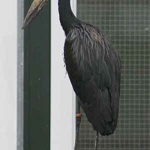 African openbill