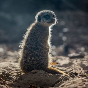 Meerkat : Twycross : 03 Oct 2014