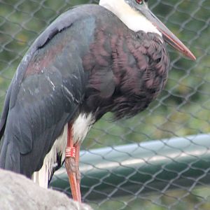 Asian woolly-necked stork