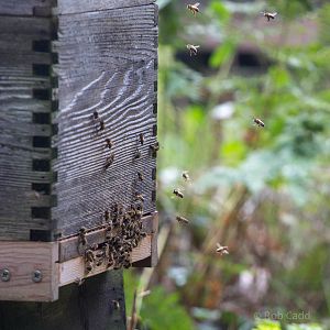 Honey bee (exhibit) : Wildwood : 16 Oct 2014