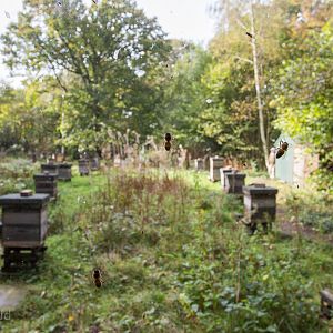 Honey bee (exhibit) : Wildwood : 16 Oct 2014